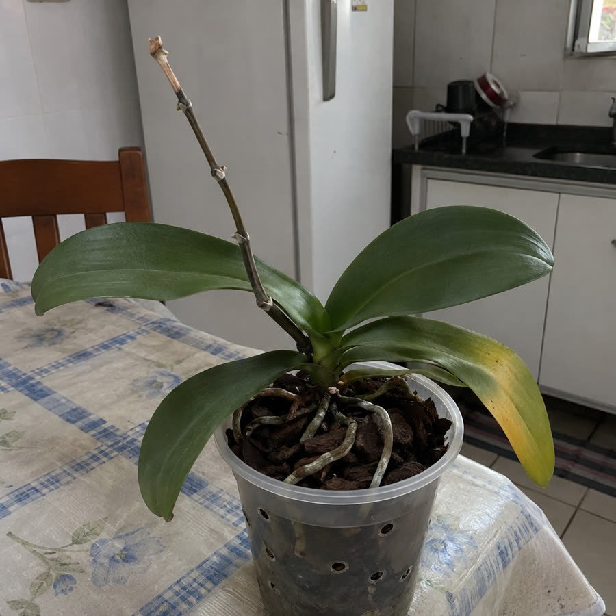 Orquídea só de folha